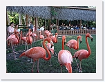 At_the _zoo * 2048 x 1536 * (1.51MB)